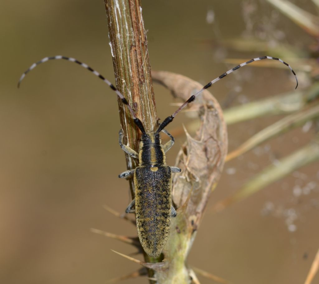 Cerambycidae: Agapanthia? S, Agapanthia sicula malmerendii